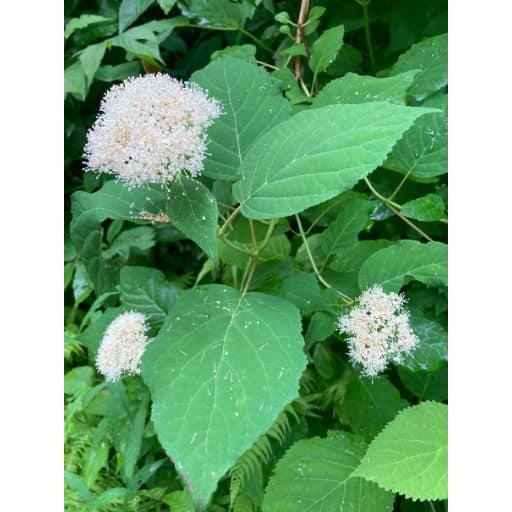 Wild Hydrangea