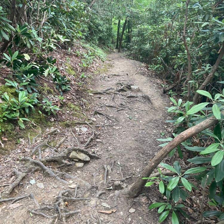 Rocks and roots on Gabes Mountain trail