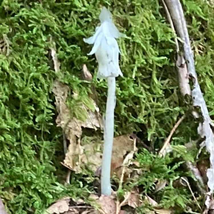 Indian Pipe native plant on the trail to Hen Wallow Falls