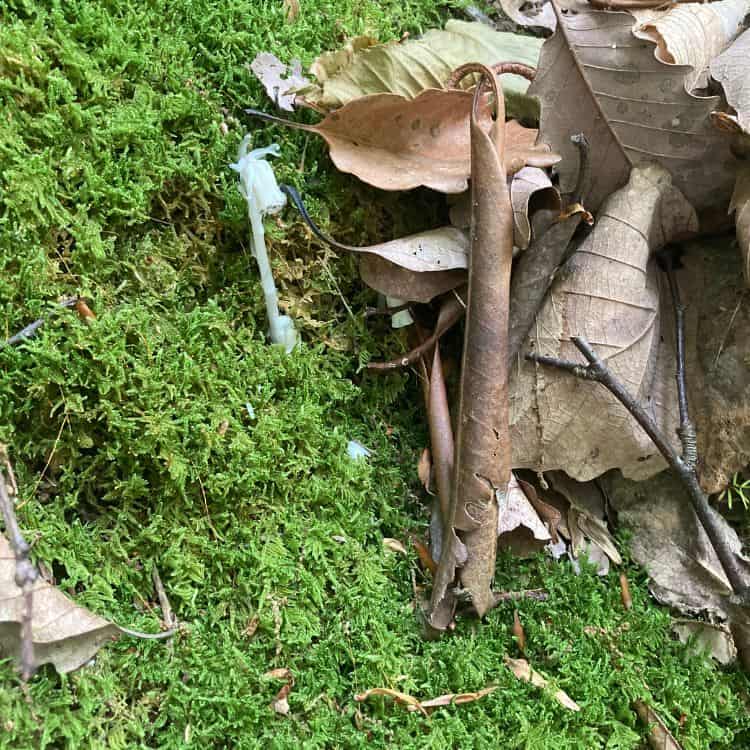 Indian Pipe native plant on the trail to Hen Wallow Falls
