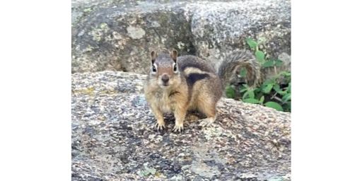 Chipmunk trying to steal my lunch