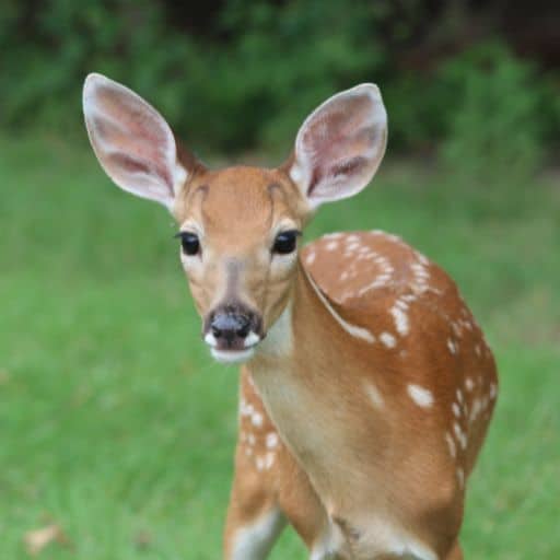 Young deer