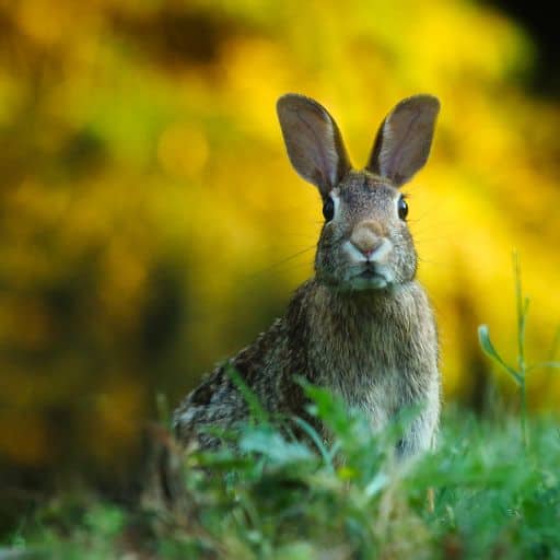 Wild rabbit