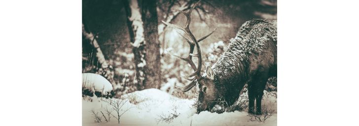 Elk foraging in the winter snow