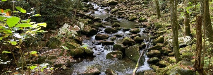 Cascades in the Lynn Camp Prong