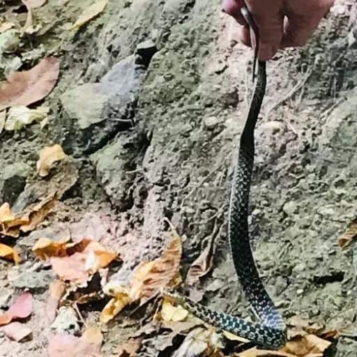 Jeff holding a small snake he caught and released at Soco Falls