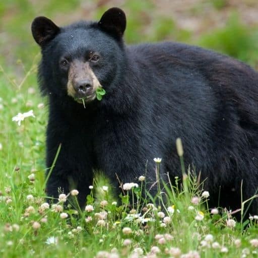 Black bear