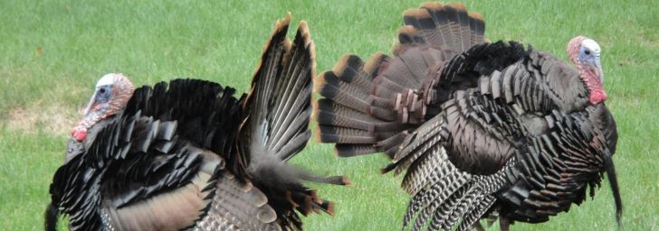Two male turkeys